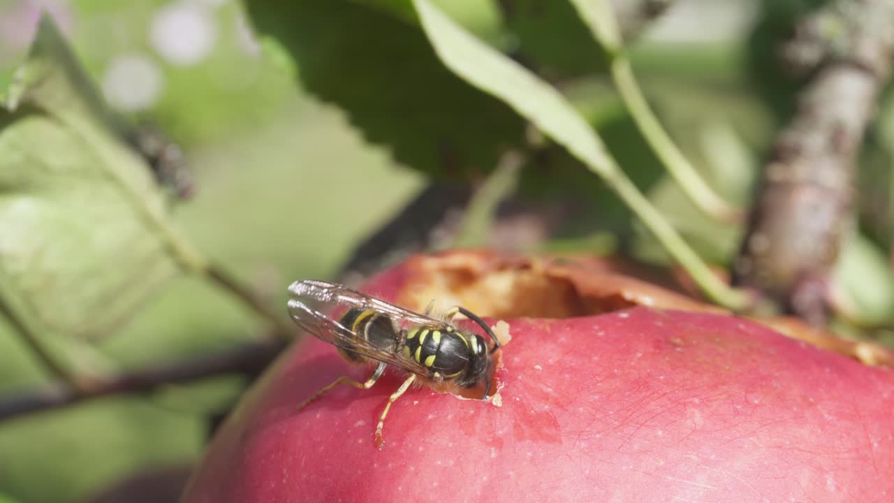 avispón comiendo manzana durante el verano soleado. de cerca