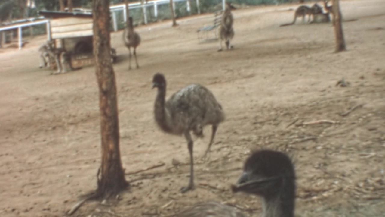 Emù e canguri vagano in un recinto all'aperto in un santuario della fauna selvatica australiana nel giugno 1966. Un emù cammina verso la telecamera mentre i canguri riposano vicino a una recinzione, filmati d'archivio