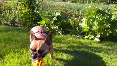 bulldog francés con juguete de bola tubber en la boca corre en el campo de hierba verde junto a la casa de verano - cámara lenta