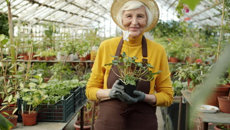 senior woman gardener in greenhouse