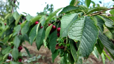 Close-up-shot-of-cherry-tree-branches-with-ripe-red-cherries-hanging-from-them