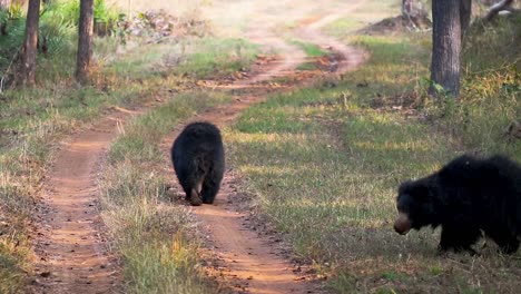 Ein-Lippenbärenpaar-Läuft-Auf-Einem-Pfad-Im-Wald