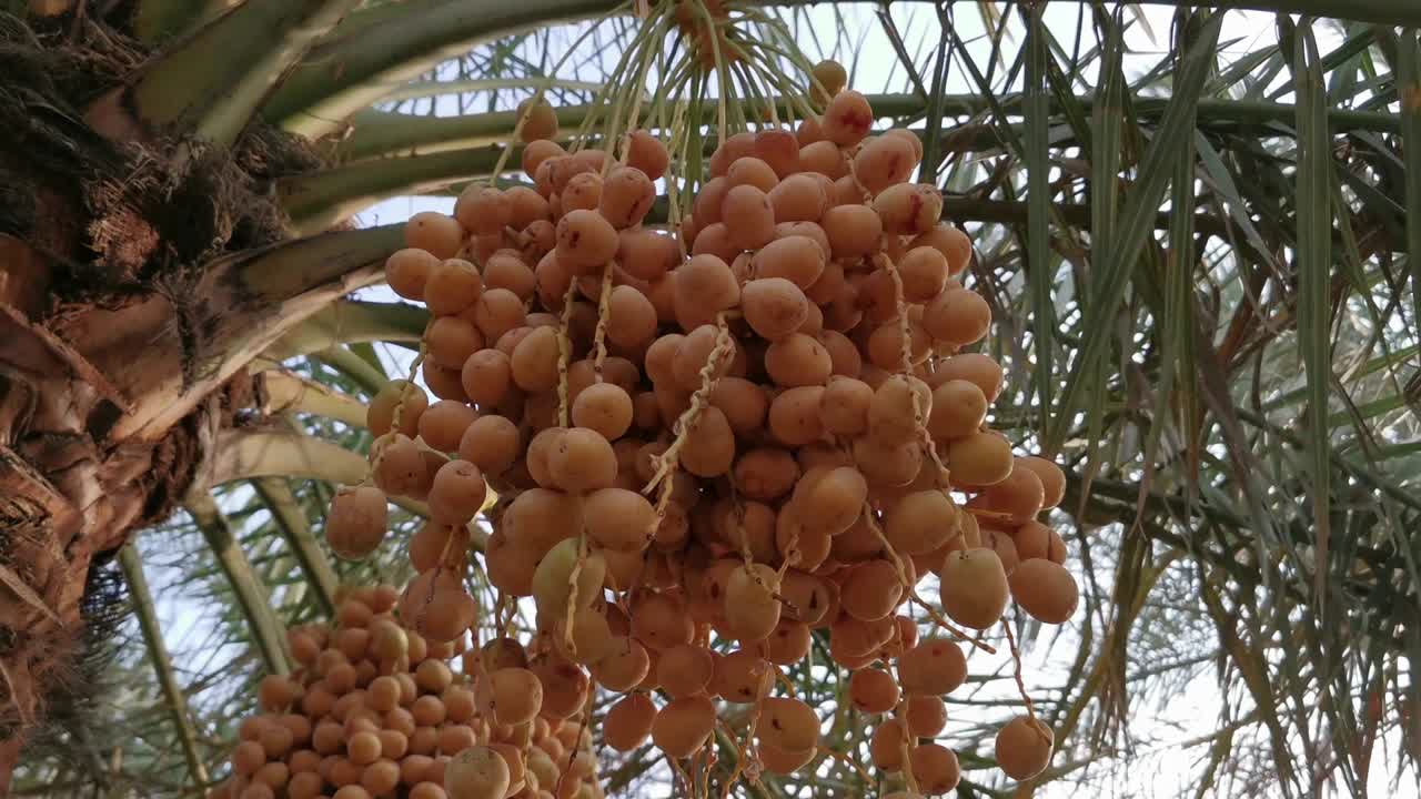 Close up of yellow dates on date palm tree