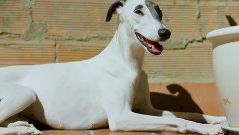 Whippet-dog-in-afternoon-sunlight