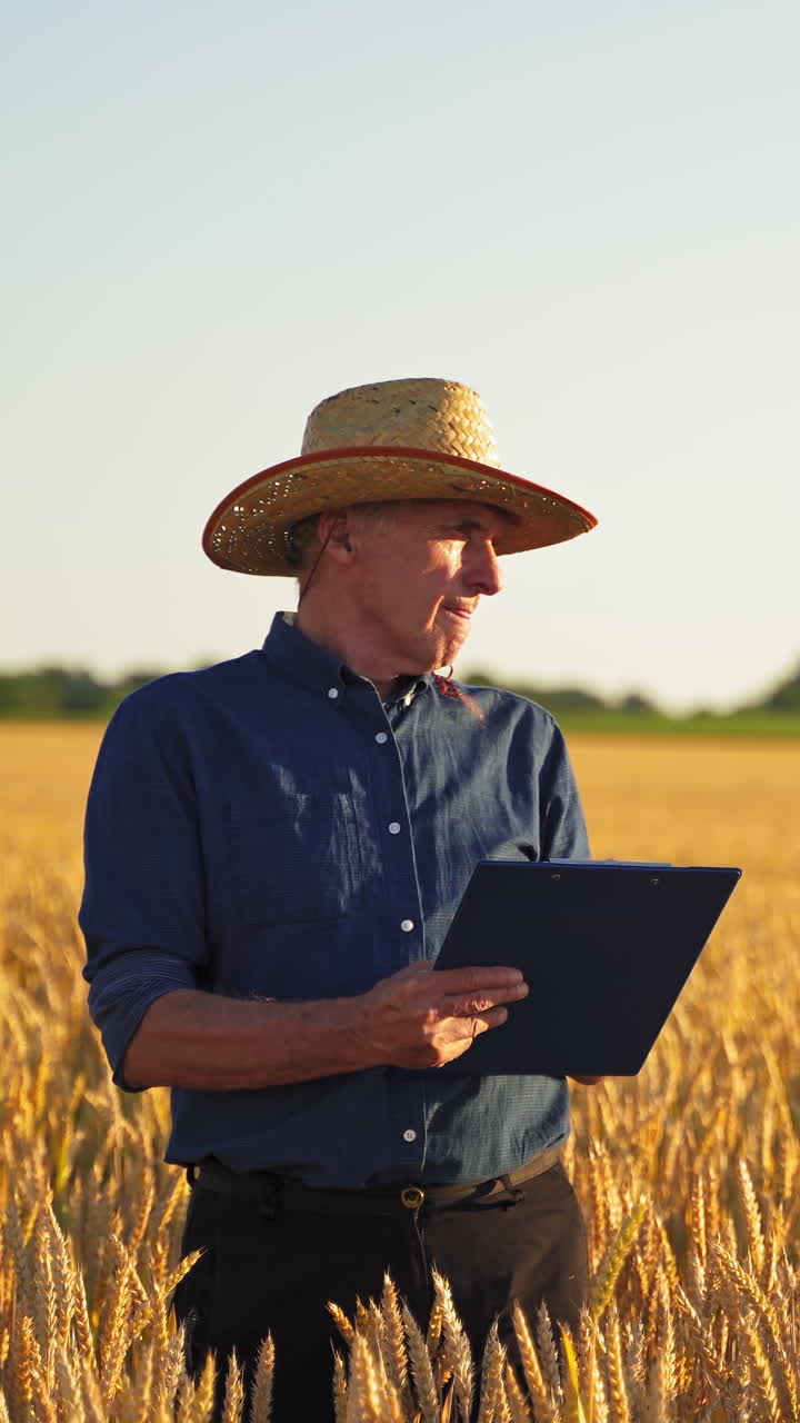 Farmer in field examining wheat crop. Portrait of rarmer checking wheat field progress