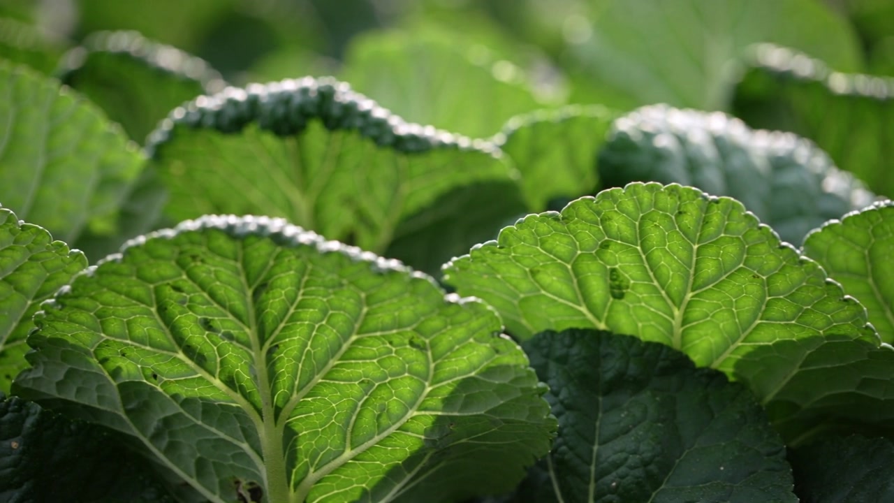 Sunlight shifting and breeze moving cluster of cabbage leaves in garden, revealing veins and dew