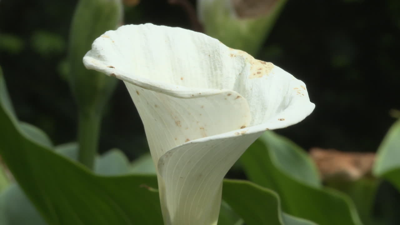 Close-up of a White Calla Lily