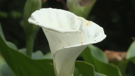 close-up of a white calla lily