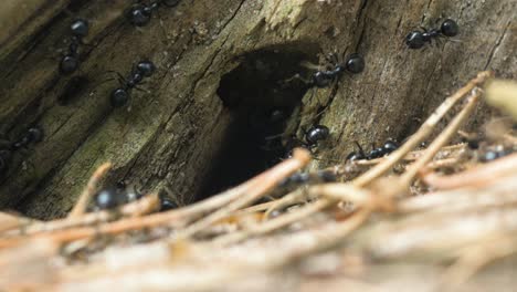 hormigas sedosas se mueven en el nido, hormiguero con hormigas sedosas en primavera, trabajo y vida de las hormigas en un hormiguero, día soleado, macro de primer plano, poca profundidad de campo