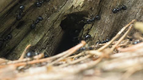 silky ants move on the nest, anthill with silky ants in spring, work and life of ants in an anthill, sunny day, closeup macro shot, shallow depth of field