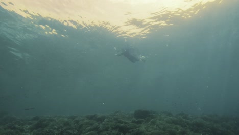 Una-Buceadora-Nada-Sobre-Un-Exuberante-Arrecife-De-Coral-Verde,-Bañada-Por-Una-Suave-Y-Dorada-Luz-Del-Sol.