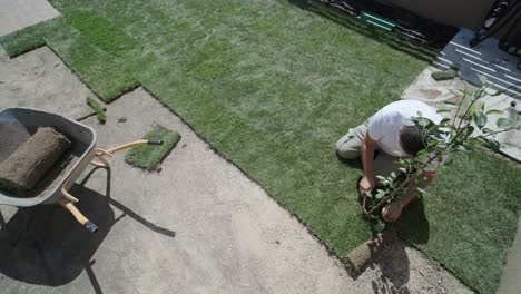 gardener laying lawn in private yard with wooden fence