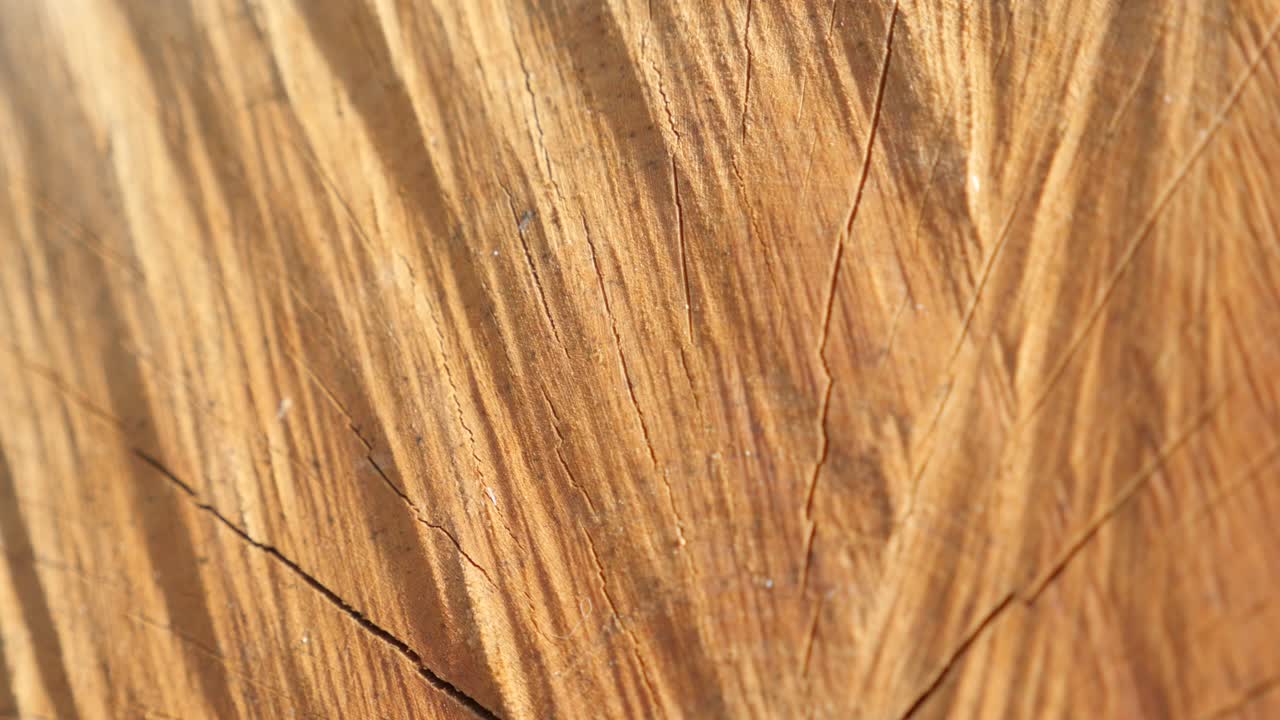 Close up of cracks on wooden cross section with annual rings and cracks 4K 2160p 30fps UltraHD footage - Shallow DOF firewood texture made with splitting maul panning 3840X2160 UHD video