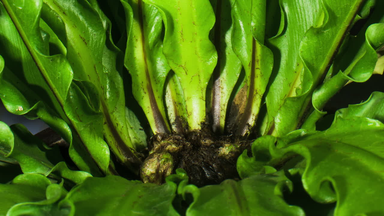 asplenium nidus, el helecho del nido de los pájaros, creciendo