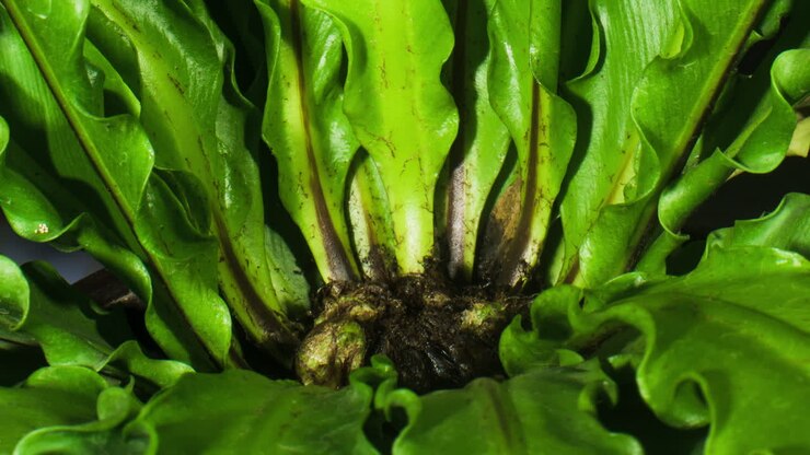 Asplenium nidus, the birds nest fern, growing