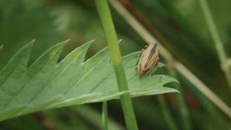 meadow spittlebug climbing under leaf. philaenus spumarius, macro insect in nature.