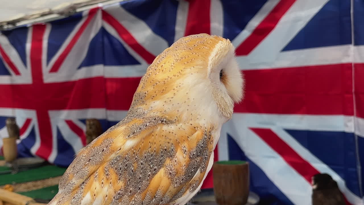 A girl tenderly pets a white barn owl against a vivid Union Jack background. The scene exudes warmth, with detailed feathers and soft lighting capturing a serene moment