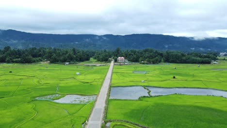 vista aérea de un campo de arroz en arunachal pradesh