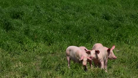 pigs breeding outdoors, bio, food