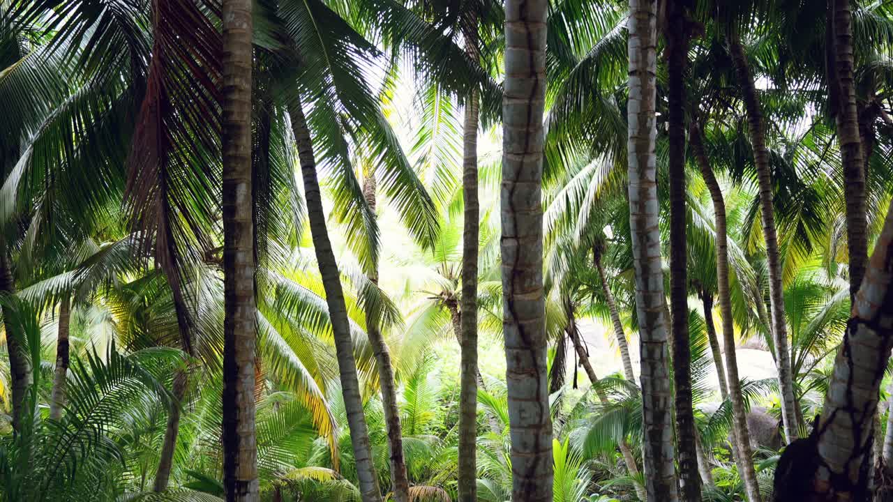 mahe seychelles, palmeras de coco en un sendero para caminar en el bosque