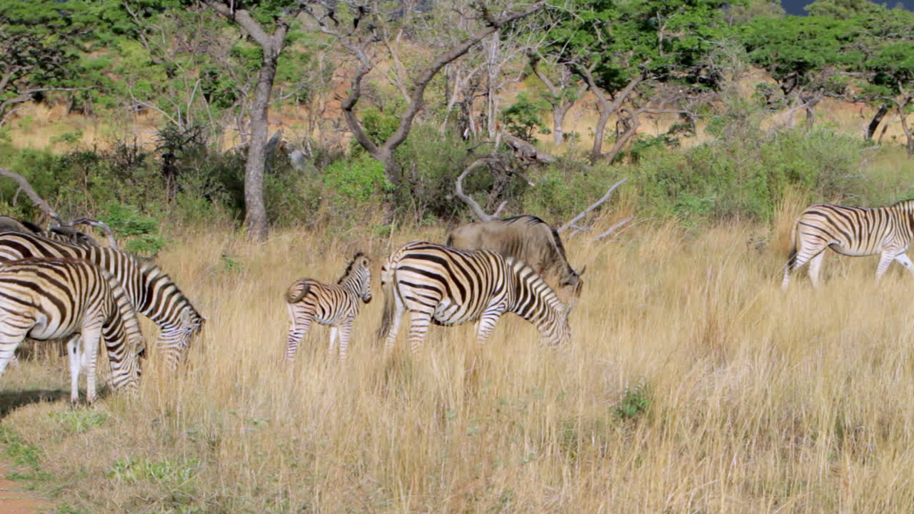 Group of zebras and wildebeests walking and eating grass in South Africa. A baby zebra follows its mother. The zebras have the distinct brown or so called shadow stripes.