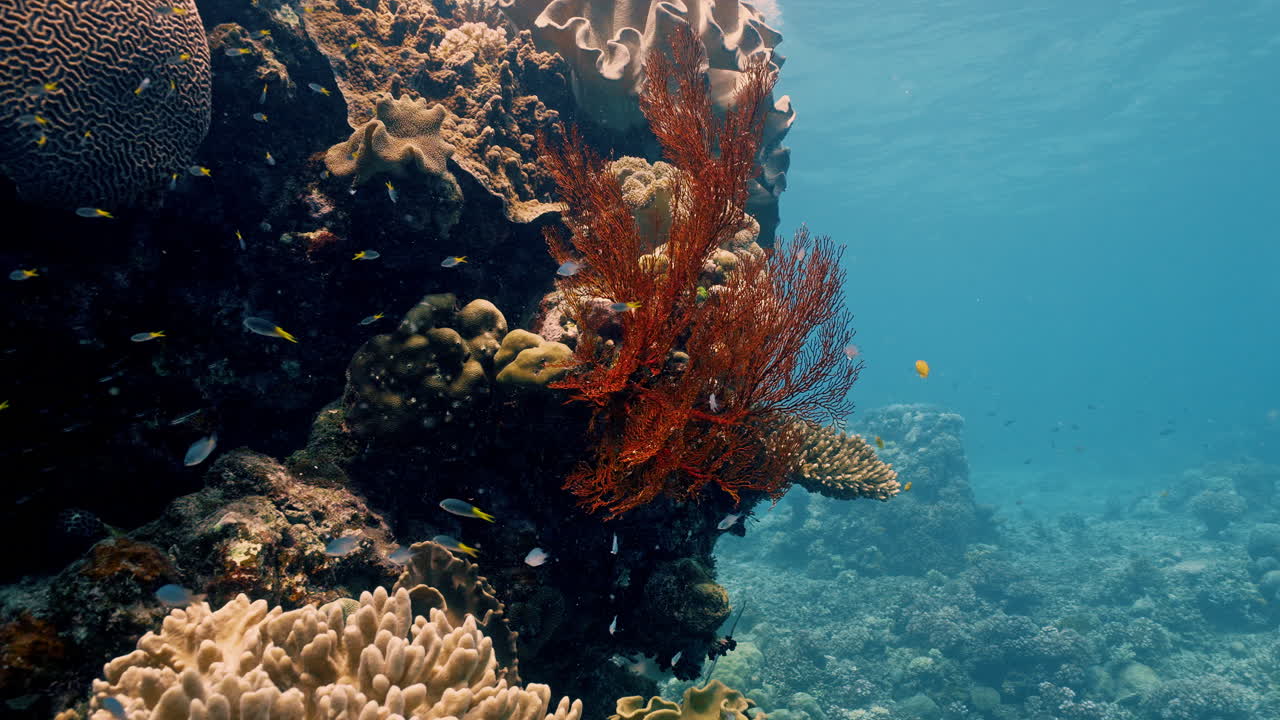 Filmato subacqueo stabilizzato di corallo molle che ondeggia dolcemente nella corrente oceanica a Opal Reef, sulla Grande Barriera Corallina. Movimento naturale con dettagli sulla barriera corallina circostante, ideale per immagini dell'ecosistema marino.