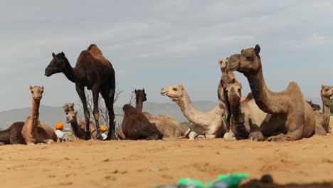 camellos en la feria de pushkar, también llamada feria de camellos de pushkar o localmente como kartik mela es una feria anual de varios días de ganado y cultural que se celebra en la ciudad de pushkar, rajasthan, india.