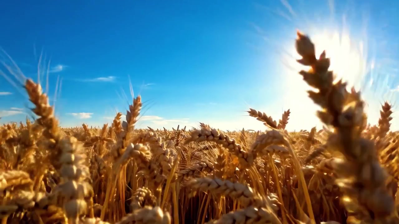 明るい空の下、輝く太陽の光に照らされ、穏やかな風に揺れる小麦畑の息をのむような黄金の風景。