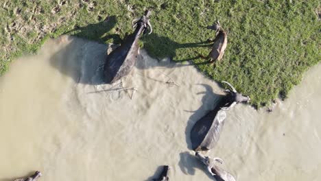 aerial view of buffalo herd wading in cool muddy water to escape the heat, bangladesh