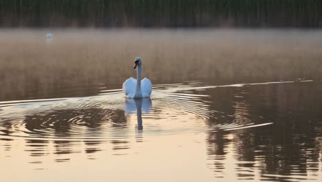 a graceful swan glides on a misty lake during sunrise or sunset