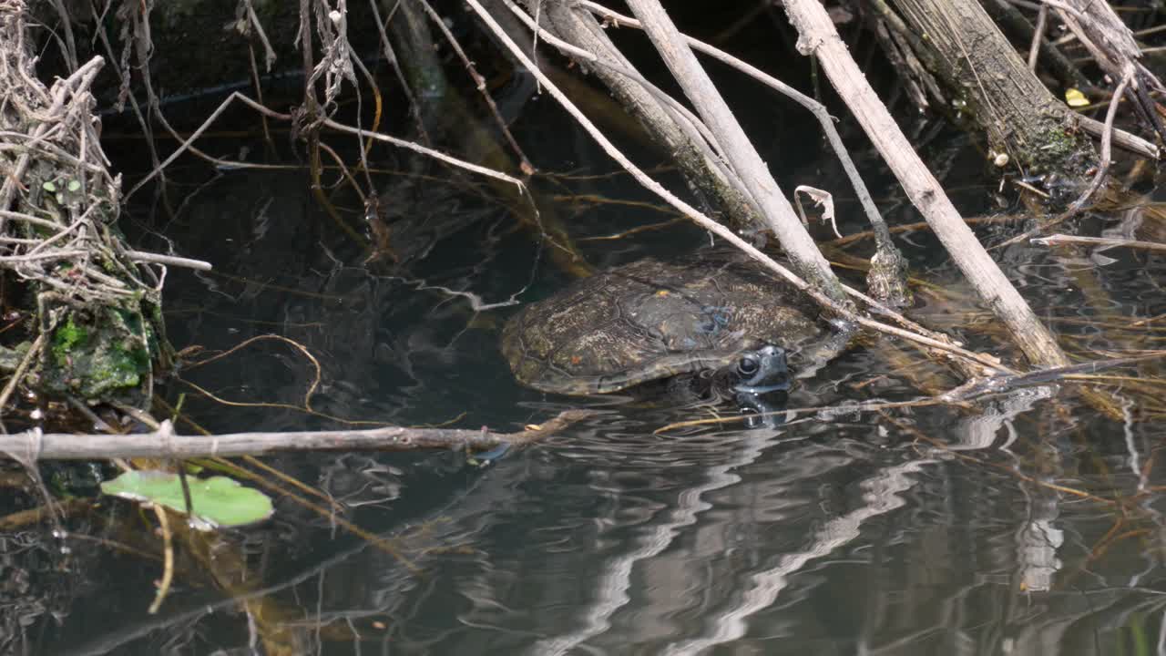 tortuga de estanque japonesa en las aguas cristalinas del arroyo yangjaecheon en seúl, corea del sur