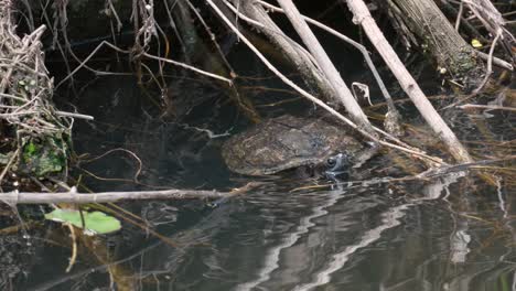 Japanese-Pond-Turtle-In-The-Clear-Waters-Of-Yangjaecheon-Stream-In-Seoul,-South-Korea