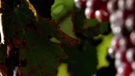 primer plano de las uvas de vino tinto