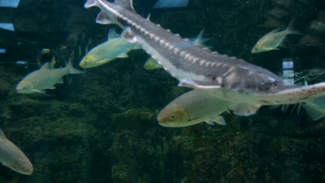 different fishes swimming in huge aquarium