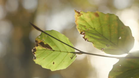 Follaje-De-Otoño-Iluminado-Por-El-Sol