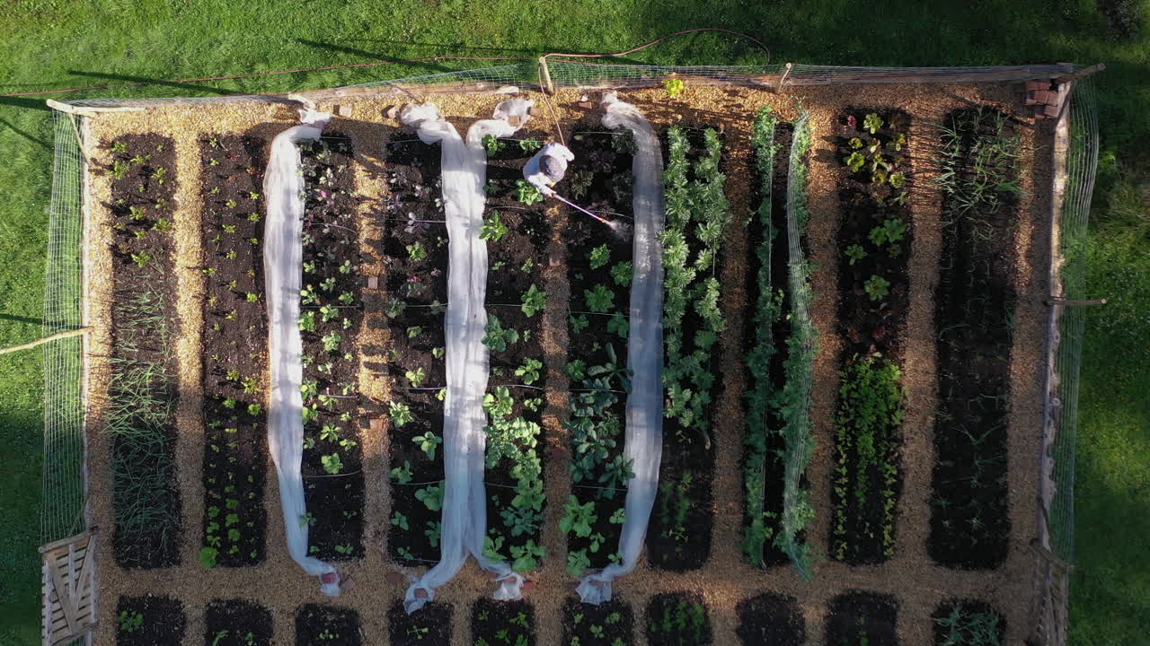 키운 침대 를 가진 야채  ⁇  을 울타리 로 둘러싸고 물 을 주고 있는 사람