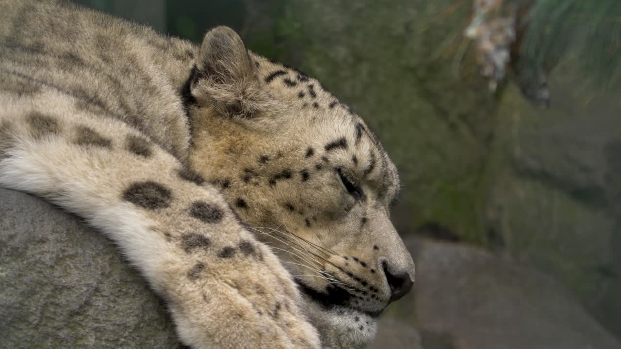 primer plano de un leopardo de las nieves dormido
