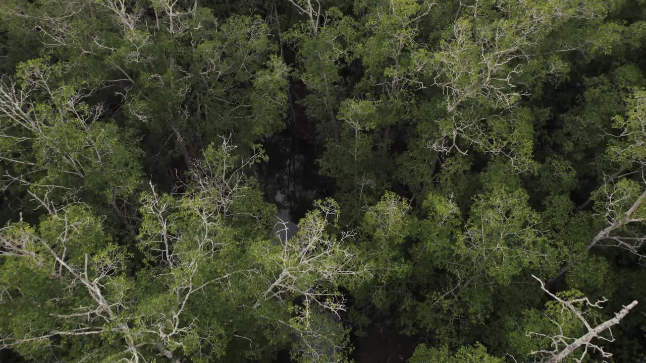 drone volando sobre la jungla con un pequeño arroyo entre los árboles