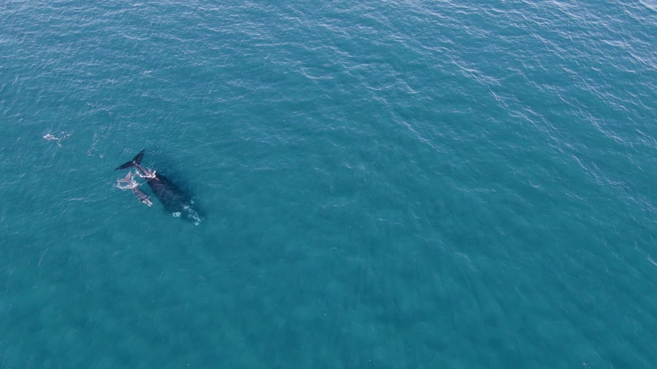 dos ballenas en la inmensidad del océano - amplia toma aérea