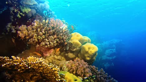 Close-up-of-the-underwater-wild-life-at-coral-reef