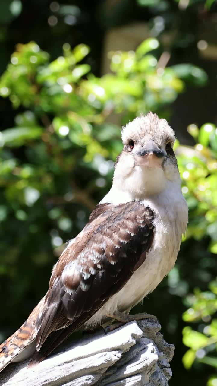 pájaro sentado tranquilamente en un tronco de árbol