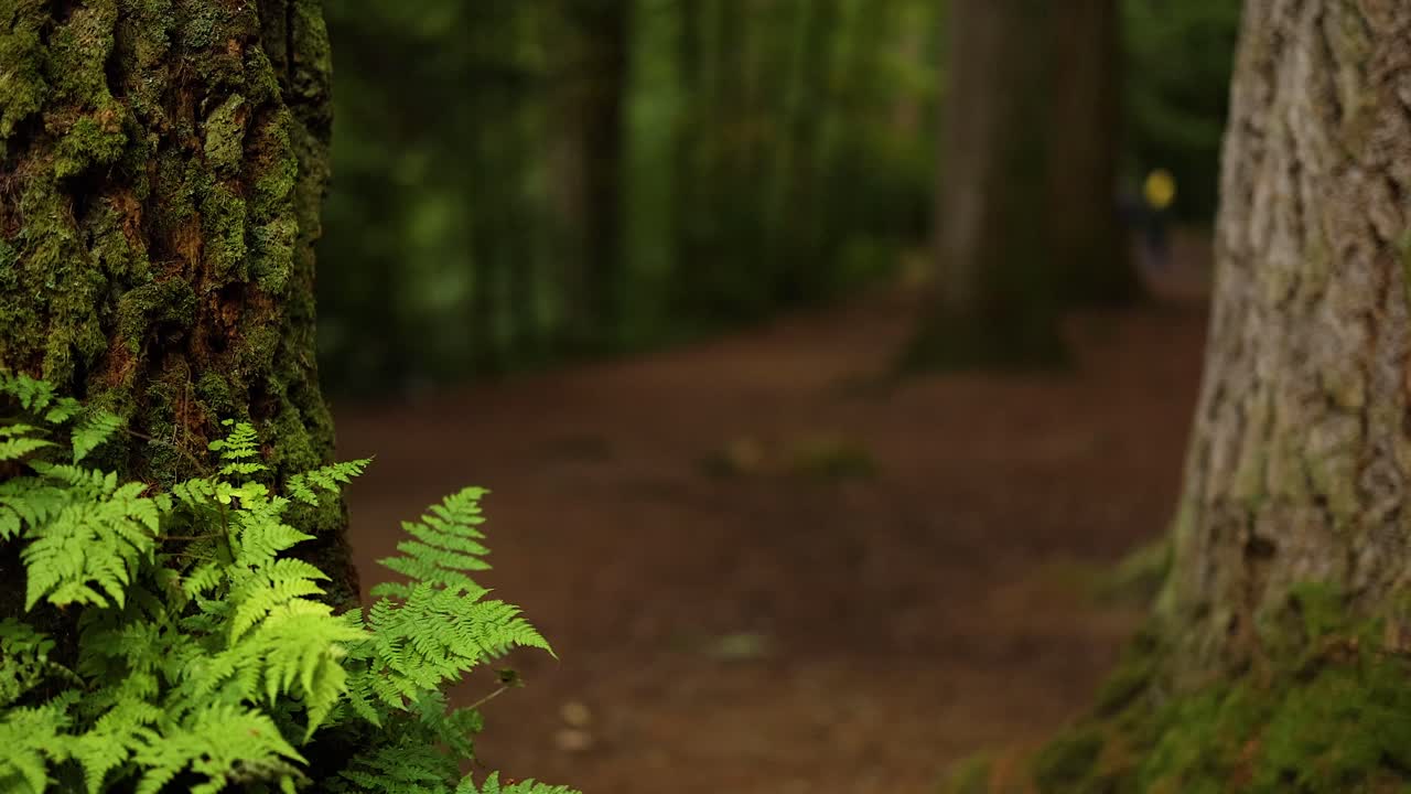 un bosque tranquilo con árboles y helechos