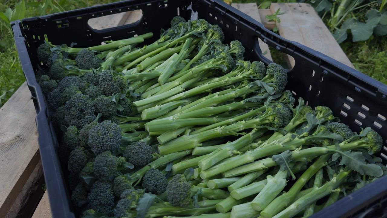 Inquadratura statica di broccolini freschi e verdi raccolti in una cassa IFCO nera su un pallet di legno. Concetto di agricoltura biologica locale, verdure crude e produzione alimentare agricola a Lier, Norvegia