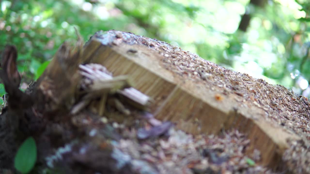 트렁크 보기 닫기