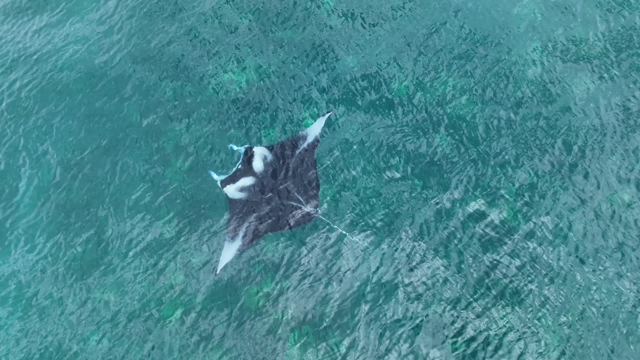 가까운 조감도에서 거대한 만타 레이의 매우 선명한 영상