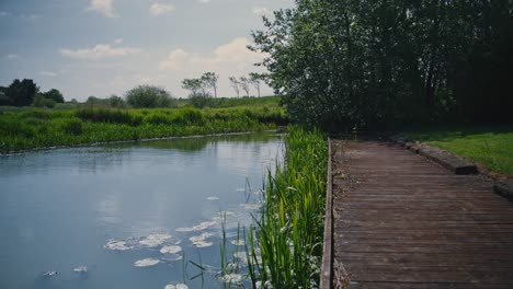 Estanque-Con-Plantas-Acuáticas-Junto-Al-Embarcadero-De-Madera,-Seguimiento-De-Tomas-Cinematográficas