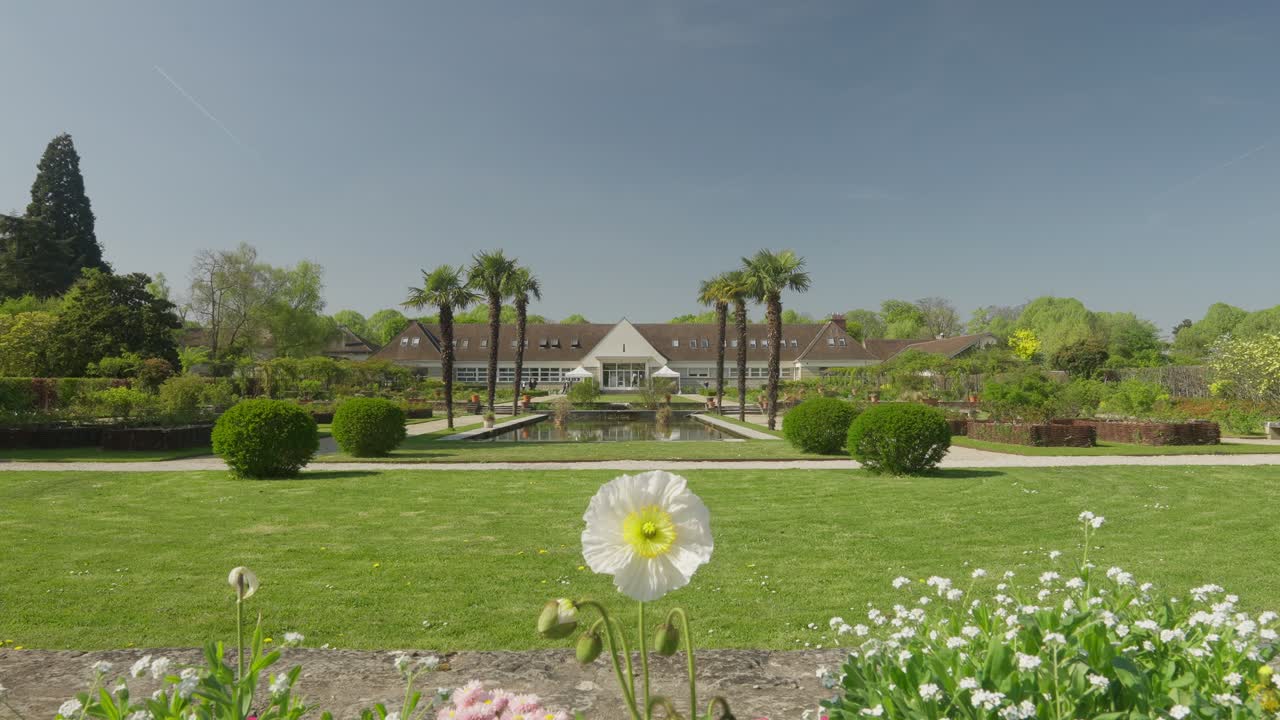 Wide angle in slow motion of a Rare white and yellow icelandic poppy with a nursery garden in the background in a Botanical garden