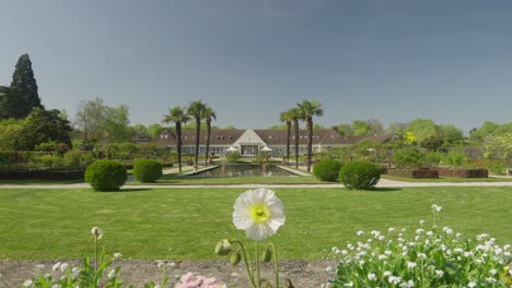 wide angle in slow motion of a rare white and yellow icelandic poppy with a nursery garden in the background in a botanical garden