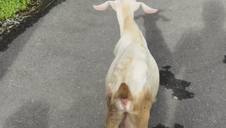 goat walking on a road and railroad track