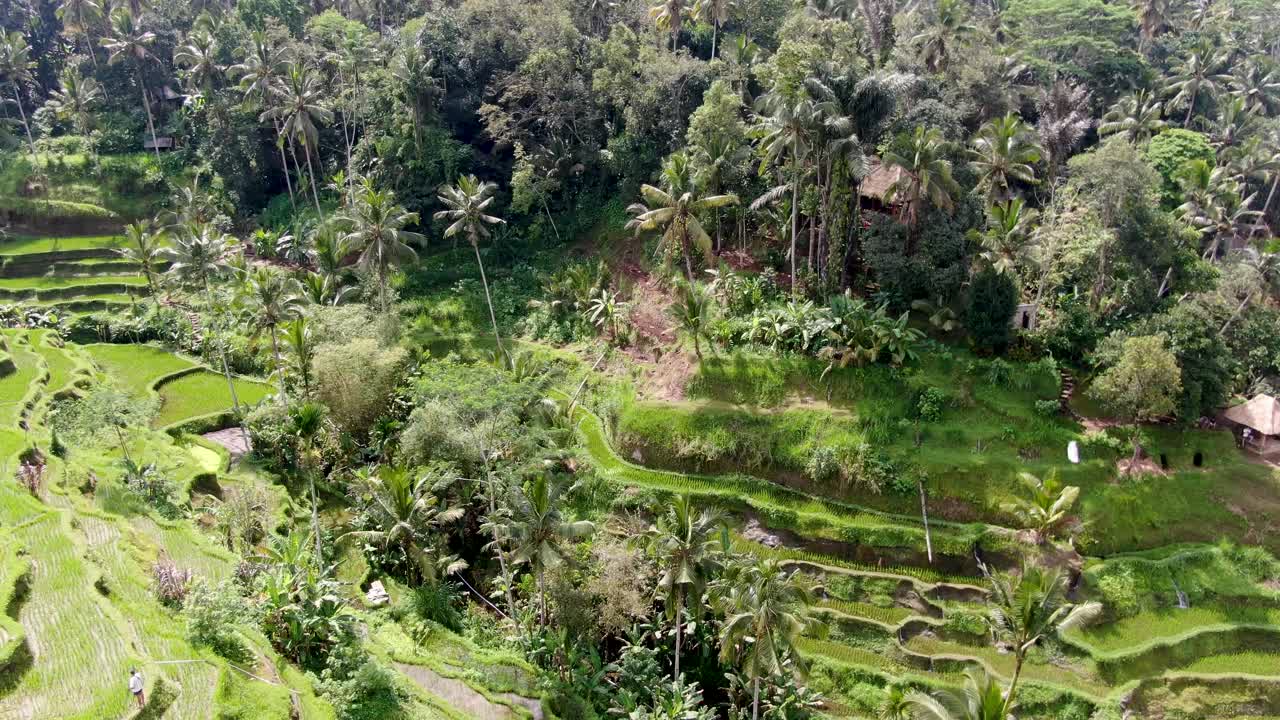 terrazas de arroz con cáscara en un valle tropical con sol brillante, vista aérea ascendente